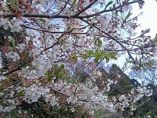 泉の森 桜