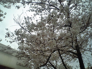 川崎駅前の桜
