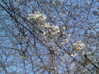 桜ヶ丘の桜